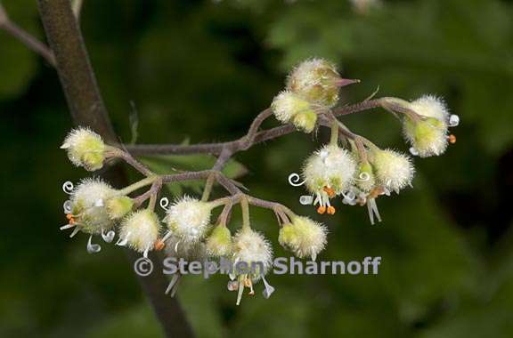 heuchera maxima 4 graphic